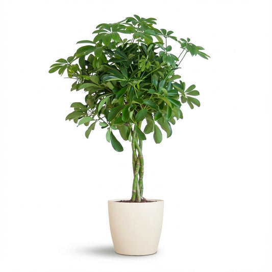 Vingerboom - Schefflera Arab Nora - incl. Pot - Wit - Ø21cm - ↕70cm