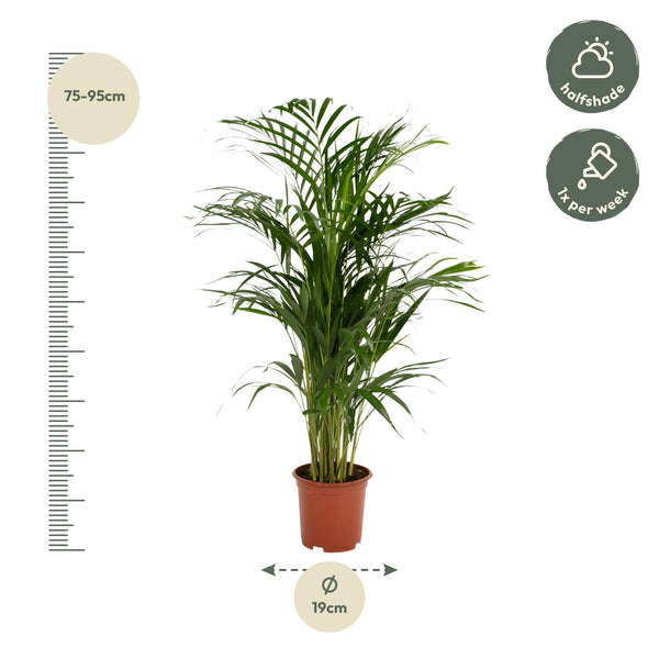 Arecapalm - Areca palm - Ø17cm - ↕70cm