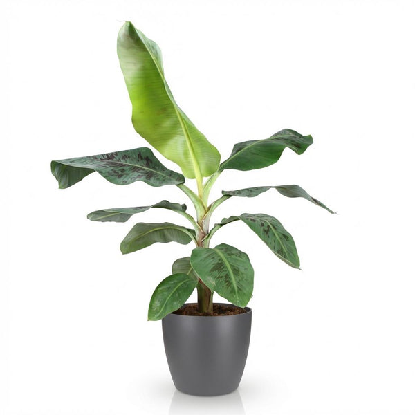 Bananenplant - Musa acuminata Dwarf Cavendish - Ø21cm - ↕70-75cm