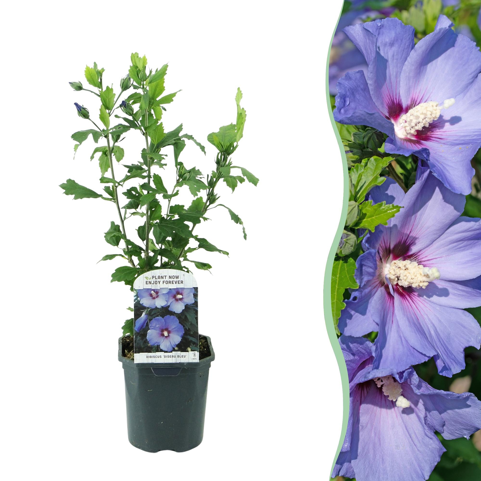 Hibiscus - Hibiscus syriacus 'Oiseau Blue' - blauw - Ø17cm - ↕45cm