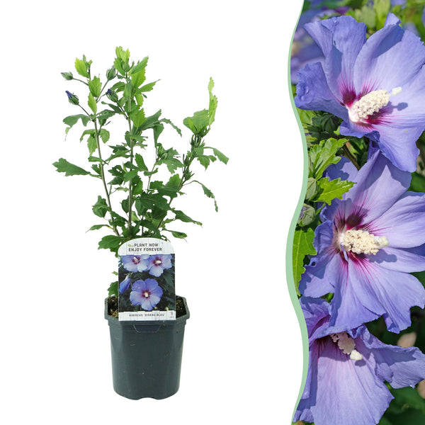 Hibiscus - Hibiscus syriacus 'Oiseau Blue' - blauw - Ø17cm - ↕45cm
