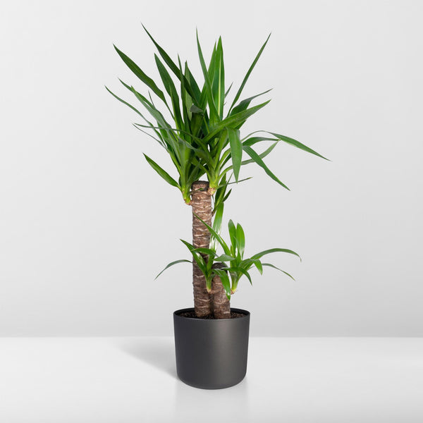 Palmlelie - Yucca elephantipes - Ø17cm - ↕85cm
