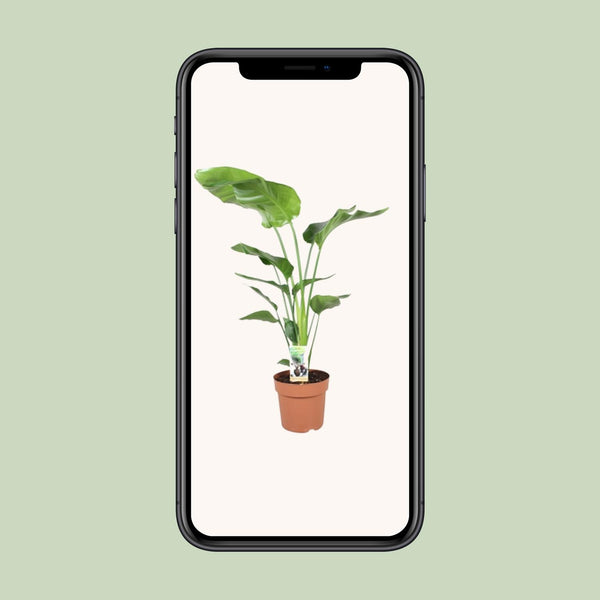 Witte paradijsvogelplant - Strelitzia nicolai - Ø21cm - ↕90cm