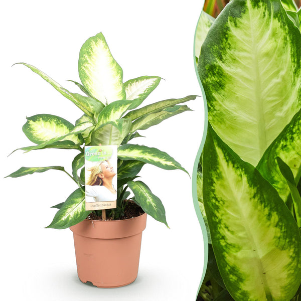Dieffenbachia - Dieffenbachia Camilla - Ø17cm - ↕45-50cm