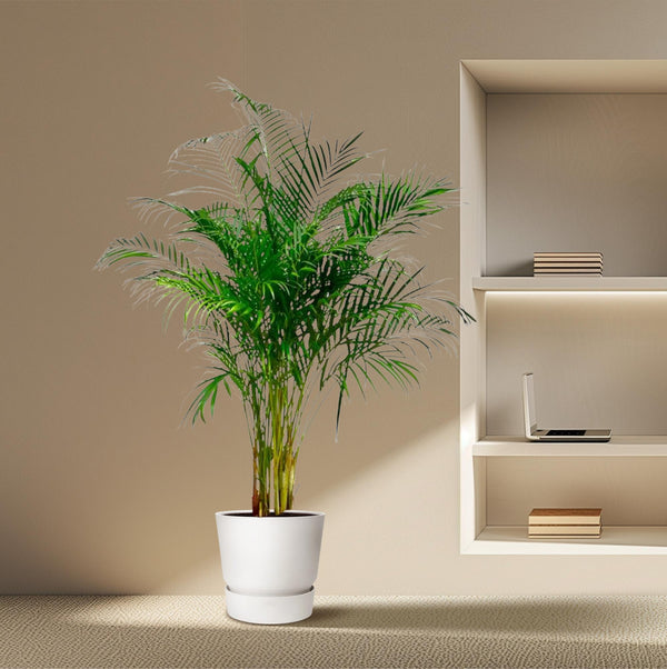 Arecapalm - Dypsis lutescens - Ø27cm - ↕160cm