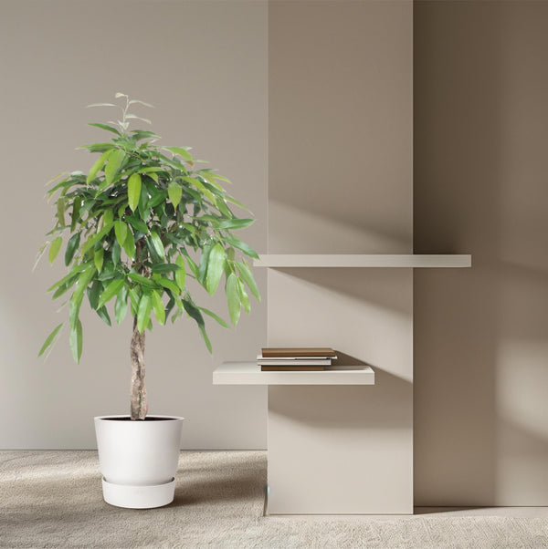Vijgenboom - Ficus Amstel King gevlochten stam - Ø30cm - ↕140cm