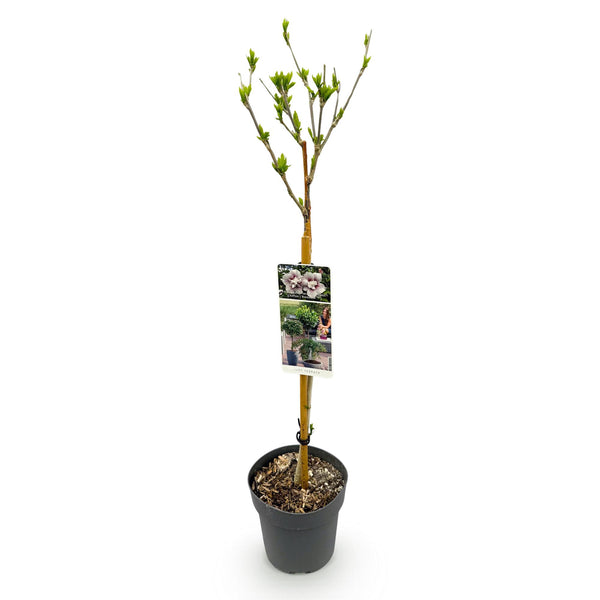 Hibiscus op stam - Hibiscus syriacus 'Starburst Chiffon' - Ø19cm - ↕90cm