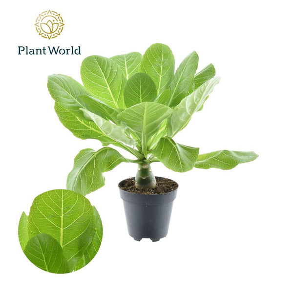 Brighamia Insignis - Ø12cm - ↕37cm