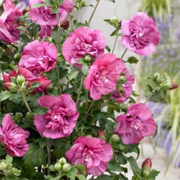 Hibiscus op stam - Hibiscus syriacus 'Magenta Chiffon' - magenta - Ø19cm - ↕90cm