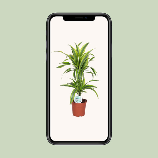 Drakenbloedboom - Dracaena Lemon Lime - Ø17cm - ↕65cm