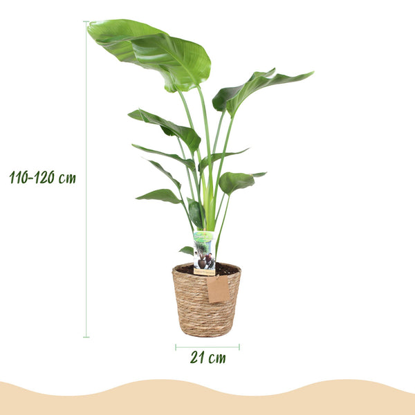 Witte paradijsvogelplant - Strelitzia nicolai - Ø21cm - ↕110-120cm