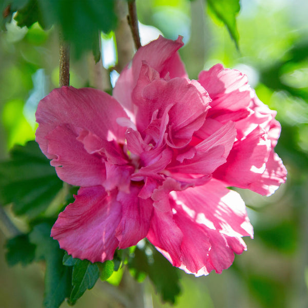 Hibiscus op stam - Hibiscus syriacus 'Magenta Chiffon' - magenta - Ø19cm - ↕90cm