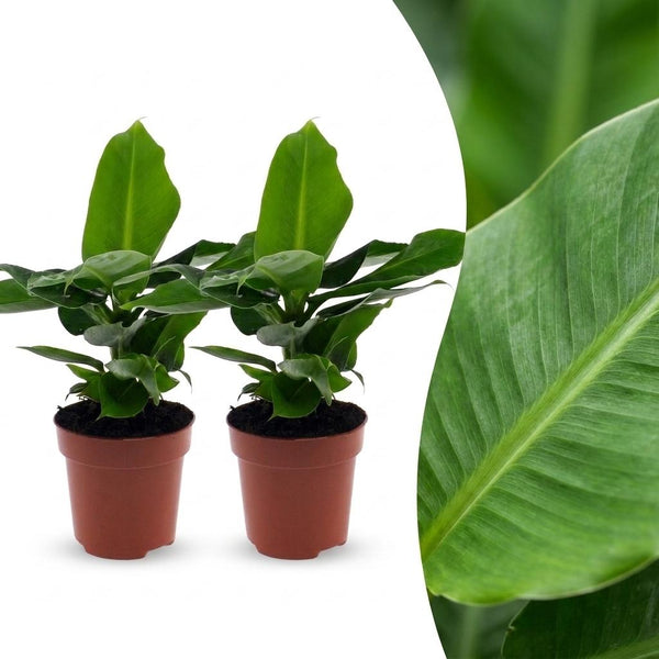 2x Bananenplant - Musa Oriental Dwarf - Ø12cm - ↕30cm