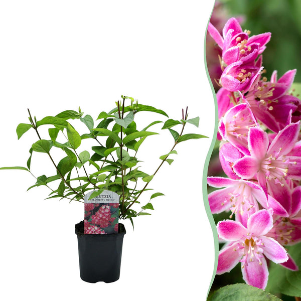 Bruidsbloem - Deutzia hybrida Strawberry Fields - roze - Ø17cm - ↕45cm