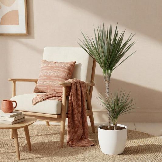 Drakenbloedboom - Dracaena marginata Bicolor - Ø21cm - ↕90-100cm