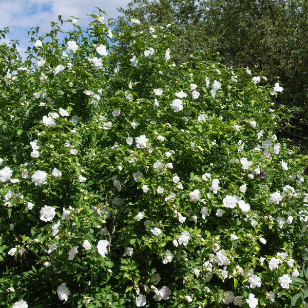 Hibiscus op stam - Hibiscus syriacus 'White Chiffon' - wit - Ø19cm - ↕90cm
