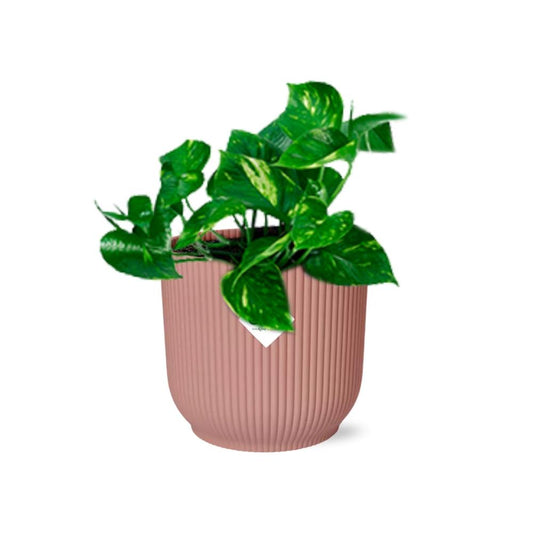 Pothos - Epipremnum pinnatum - incl. Elho Vibes Fold Roze - ↕14cm