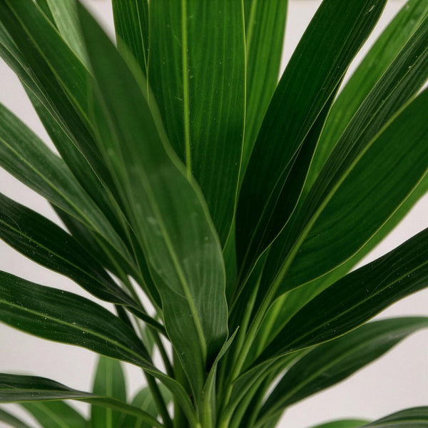 Palmlelie - Yucca elephantipes - Ø21cm - ↕100cm