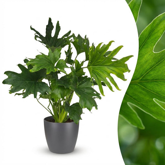 Philodendron Lickety split - Ø19cm - ↕70cm