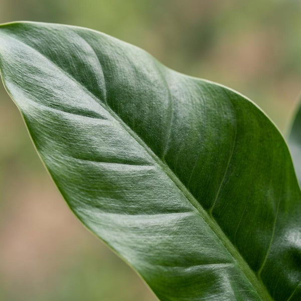 Philodendron Imperial Green - Ø19cm - ↕65cm