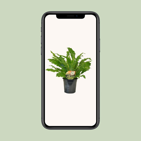 Tongvaren - Asplenium Campio - Ø17cm - ↕50cm