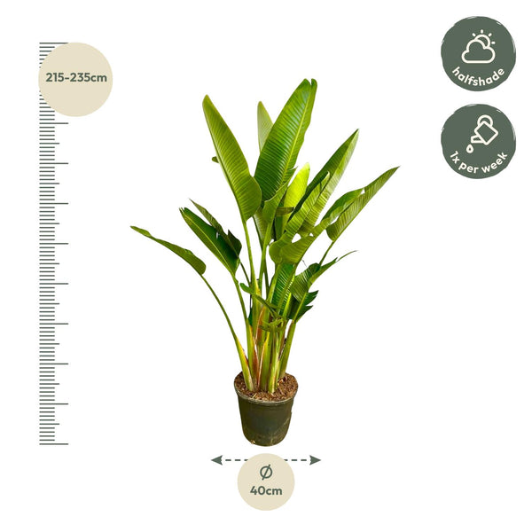 Witte paradijsvogelplant - Strelitzia augusta multi stam - Ø32cm - ↕225cm