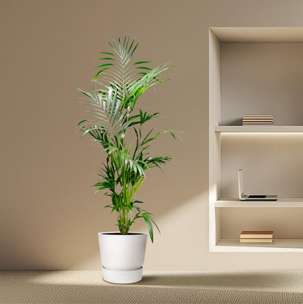 Kentiapalm - Kentia Palm - Ø24cm - ↕200cm