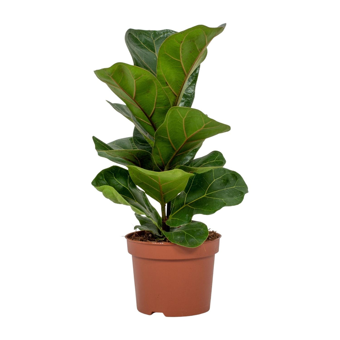 Vioolbladplant - Ficus lyrata - Ø12cm - ↕30cm