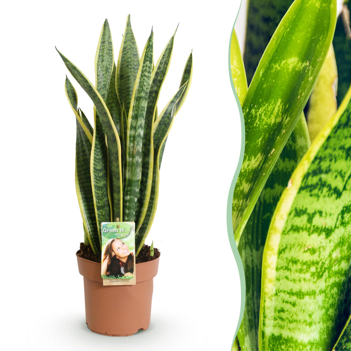 Vrouwentong - Sansevieria cylindrica 'Twist' - Ø17cm - ↕65cm
