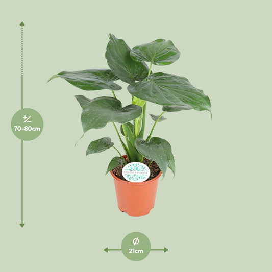 Boeddha-plant - Alocasia cucullata - Ø21cm - ↕80cm