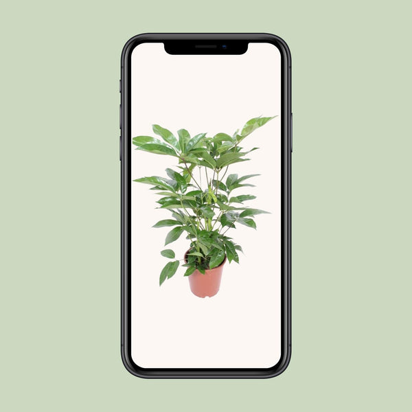 Vingerboom - Schefflera Actinophylla Amate - Ø24cm - ↕100cm