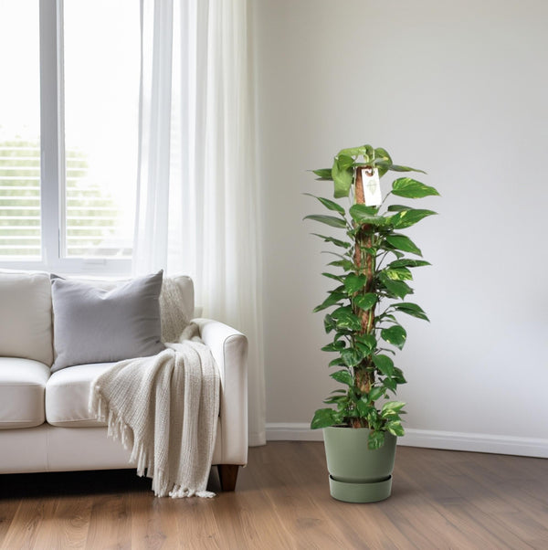 Pothos - Epipremnum pinnatum mosstok - Ø24cm - ↕120cm