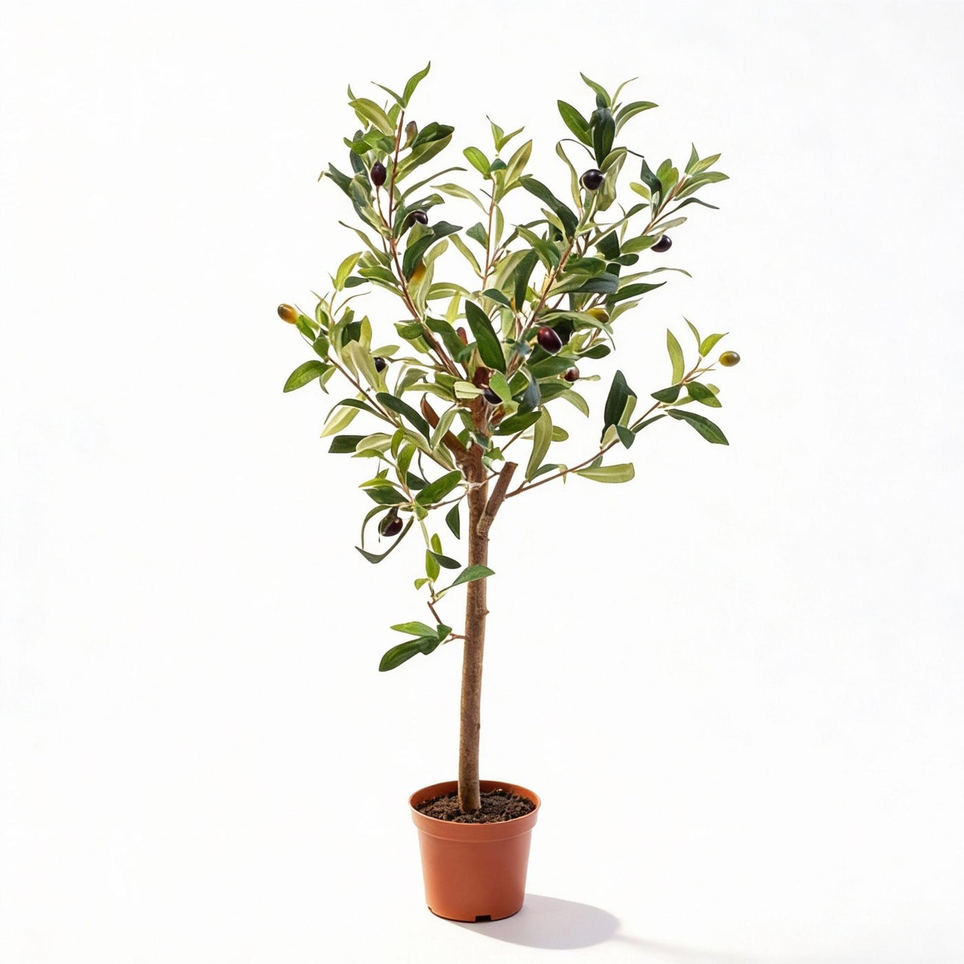 Kunstplant Olijfboom - ↕65cm