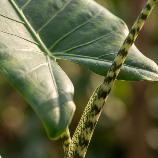Olifantsoor - Alocasia zebrina - Ø21cm - ↕70-75cm