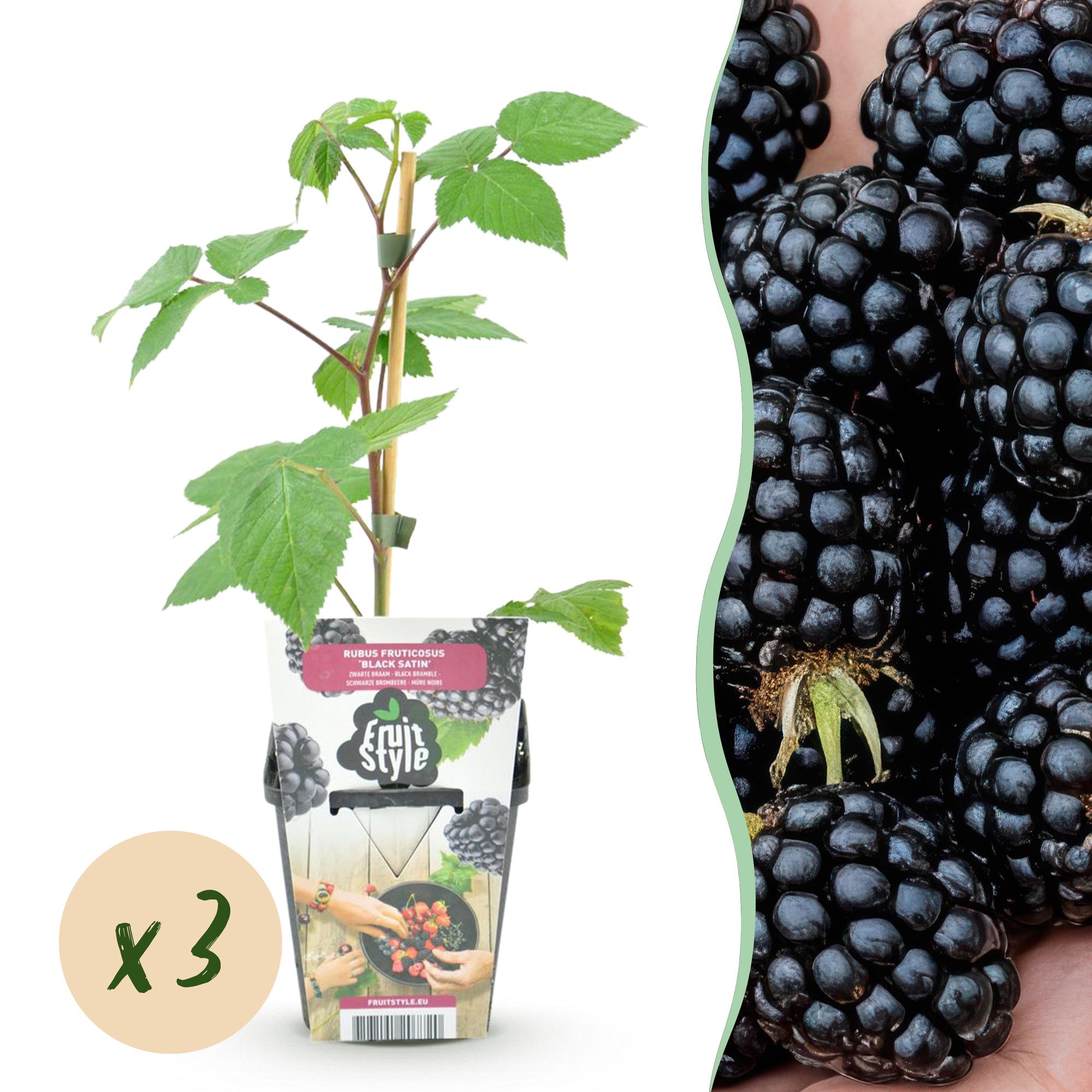 Bramenplant - Rubus Black Satin - Ø9cm