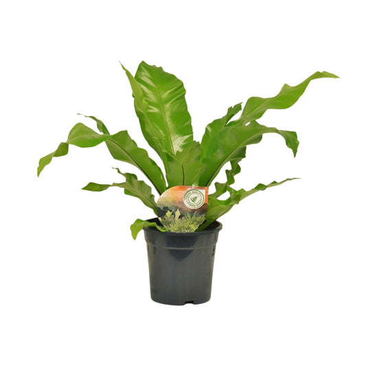 Tongvaren - Asplenium nidus - Ø17cm - ↕60cm