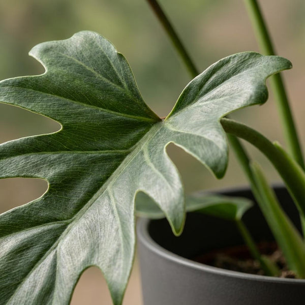 Philodendron Lacerum - Ø19cm - ↕65cm
