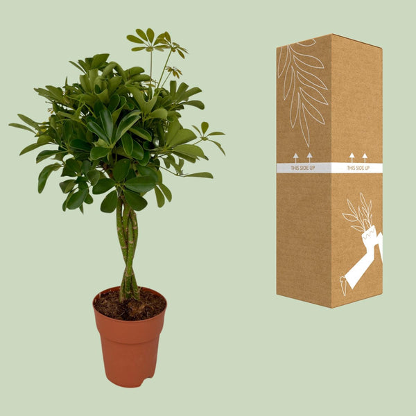 Vingerboom - Schefflera Compacta - Ø19cm - ↕80cm