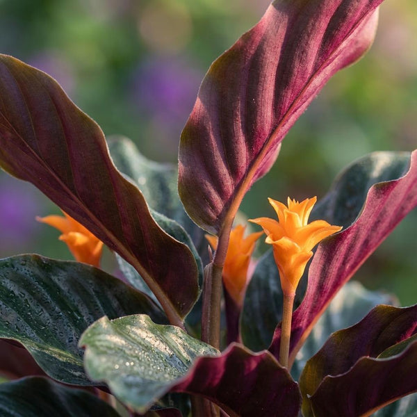 Calathea Crocata - Ø14cm - ↕40-45cm