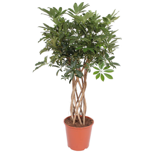 Vingerboom - Schefflera Arboricola Compacta gevlochten stam - Ø30cm - ↕130cm