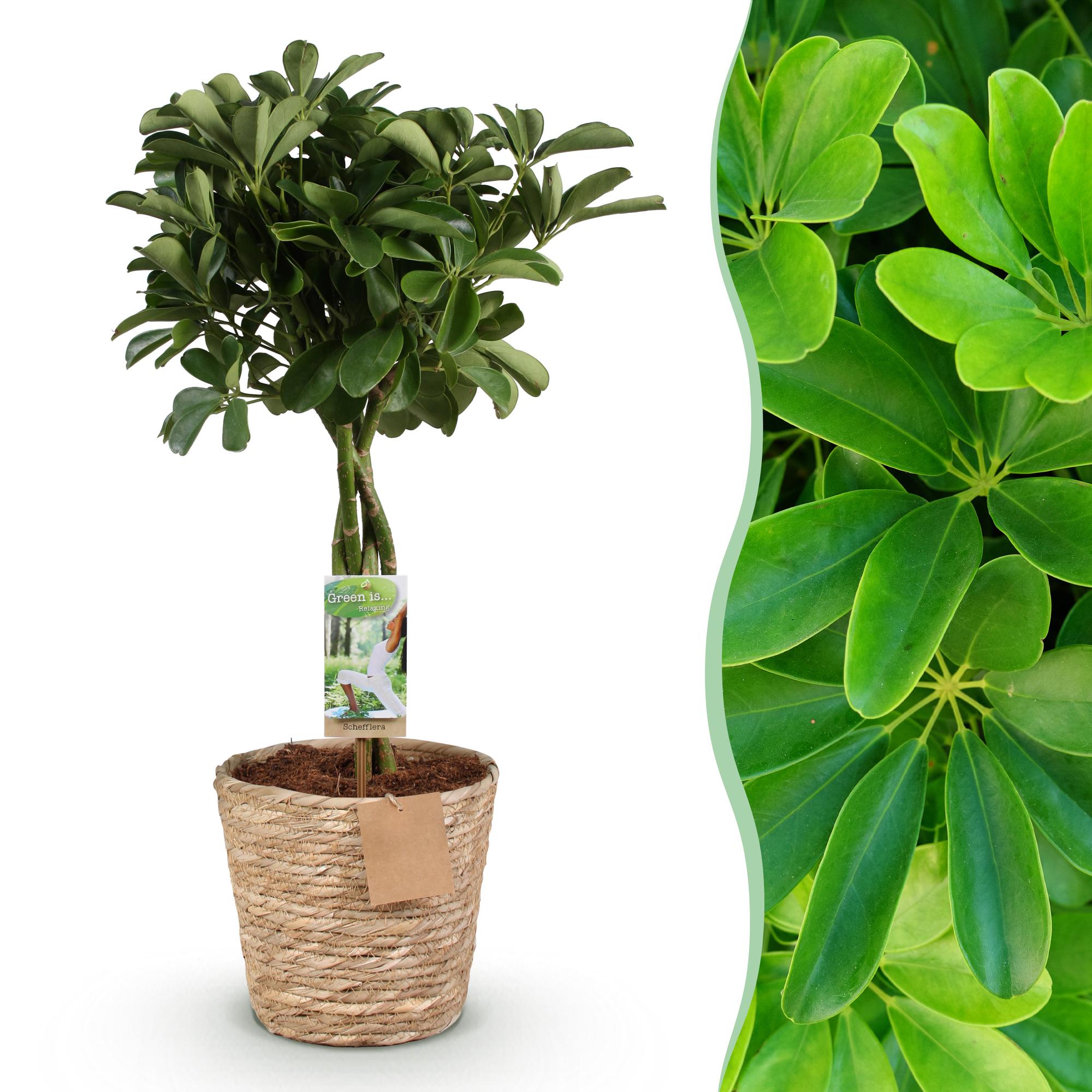 Vingerboom - Schefflera Nora - Ø21cm - ↕70-82cm