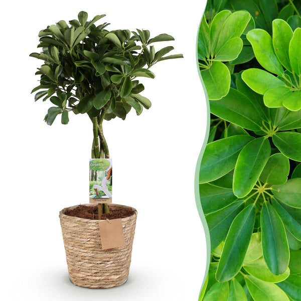 Vingerboom - Schefflera Nora - Ø21cm - ↕70-82cm