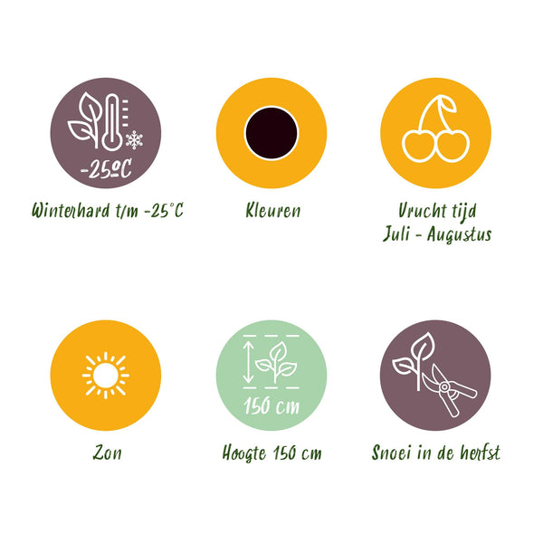 Jostabes - Ribes Jostabes - Ø9cm