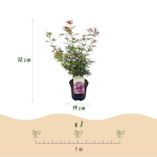 Japanse Esdoorn - Acer palmatum Jerre Swarts - Ø19cm - ↕70cm