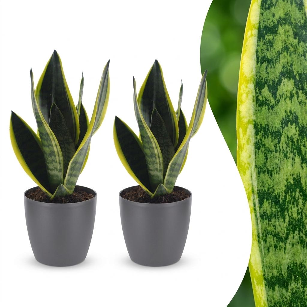 2x Vrouwentong - Sansevieria cylindrica 'Twist' - incl. Elho Potter - grijs - Ø12cm - ↕35cm