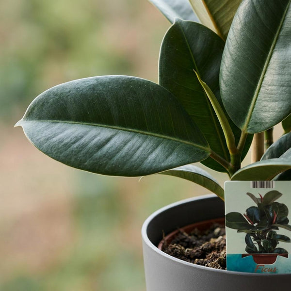 Rubberplant - Ficus elastica Cloe - Ø19cm - ↕65cm