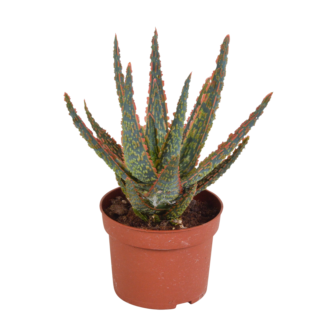 Aloë - Aloe zebrina 'Dannyz' - Ø10,5cm