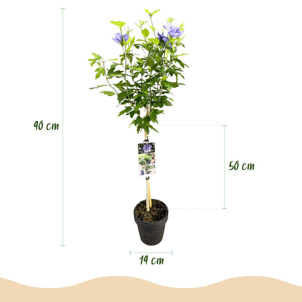 Hibiscus op stam - Hibiscus syriacus 'Blue Chiffon' - blauw - Ø19cm - ↕90cm