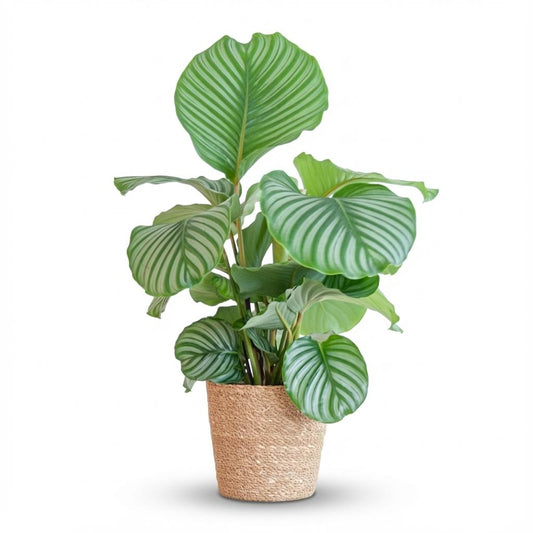 Calathea Orbifolia - incl. Zeegraskorf - Naturel - Ø21cm - ↕65cm