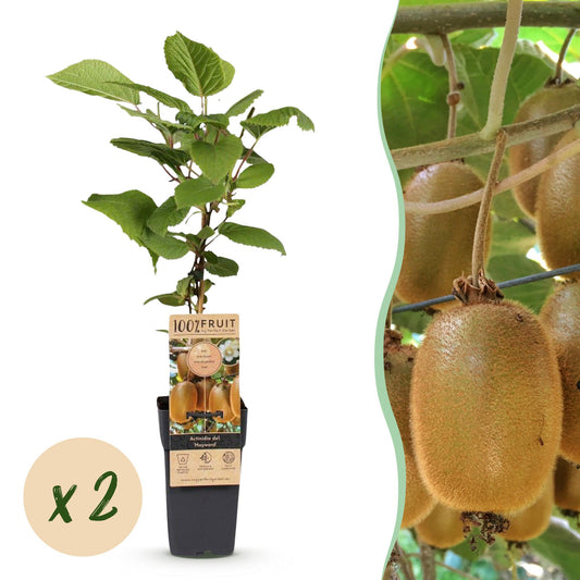 Kiwiplant - Actinidia deliciosa Hayward - Ø15cm - ↕50cm